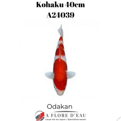 Kohaku 42cm A24039