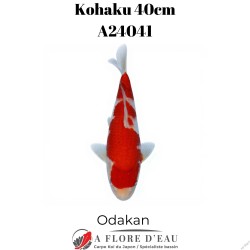 Kohaku 42cm A24041