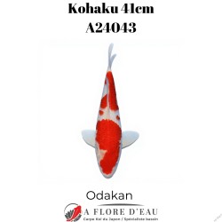 Kohaku 41cm A24043