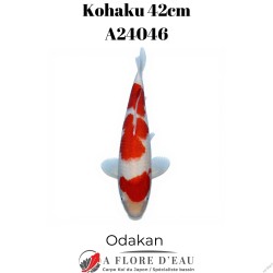 Kohaku 42cm A24046