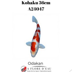 Kohaku 36cm A24047