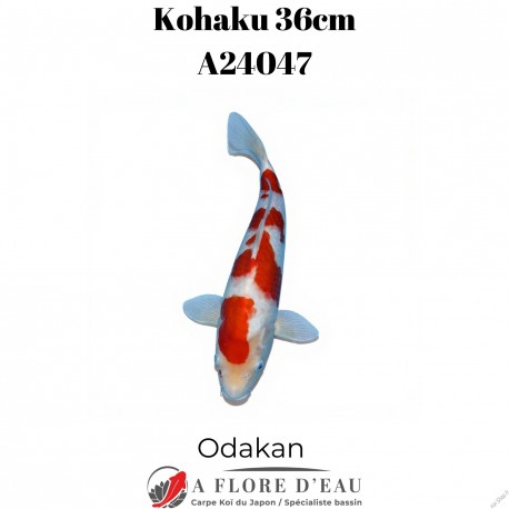 Kohaku 36cm A24047