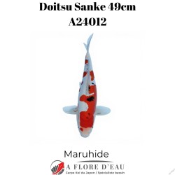 Doitsu sanke 49cm A24012
