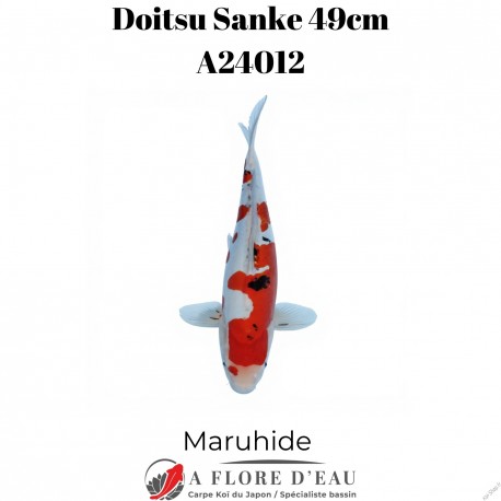 Doitsu sanke 49cm A24012