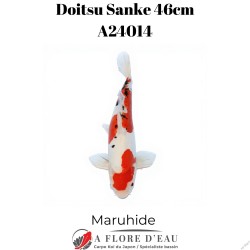 Doitsu sanke 46cm A24014