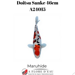 Doitsu sanke 46cm A24015