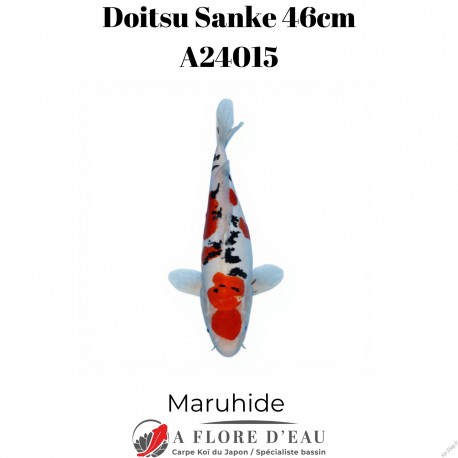 Doitsu sanke 46cm A24015