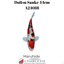 Doitsu sanke 44cm A24018