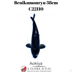 Beni Kumonryu