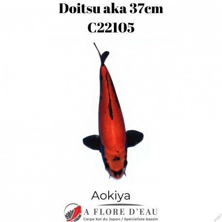 Doitsu aka