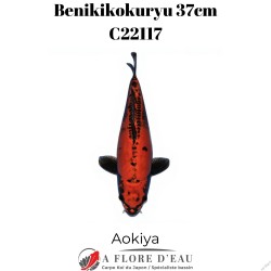 Beni Kikokuryu