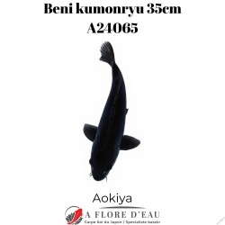 Beni kumonryu 35cm A24065