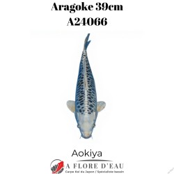 Aragoke 39cm A24039