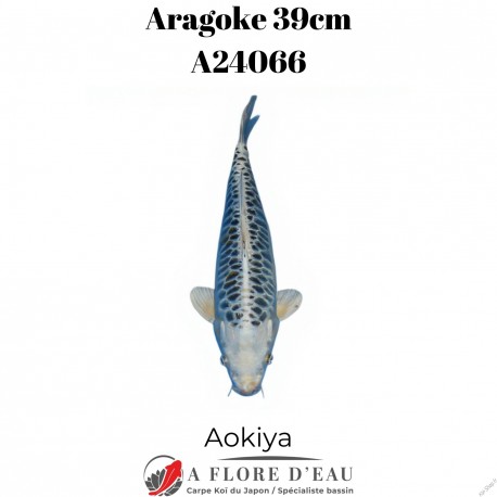 Aragoke 39cm A24039