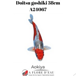 Doitsu goshiki 38cm A24067