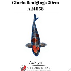 Ginrin beniginga 39cm A24058