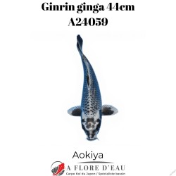 Ginrin ginga 44cm A24059
