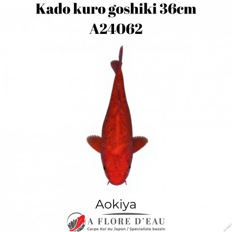 Kado kuro goshiki 36cm A24062