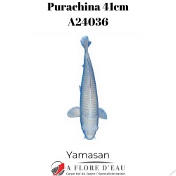 Purachina 41cm Yamasan Réf:A24036