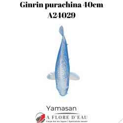 Ginrin purachina 40cm Yamasan Réf:A24029