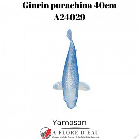 Ginrin purachina 40cm Yamasan Réf:A24029
