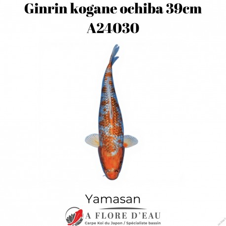 Ginrin kogane ochiba 39cm Yamasan Réf:A24030