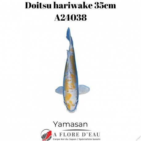 Doitsu hariwake 35cm Yamasan Réf:A24038