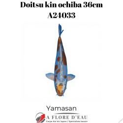 Doitsu kin ochiba 36cm Yamasan Réf:A24033