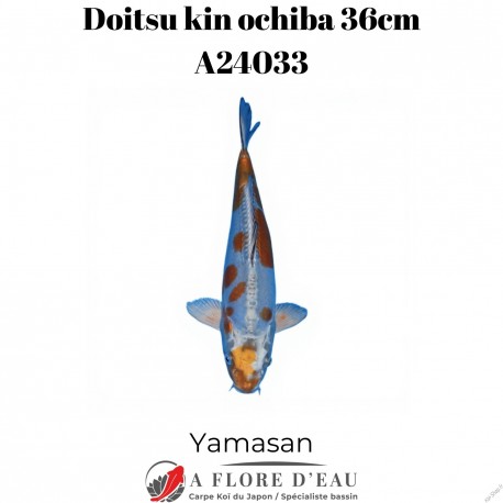 Doitsu kin ochiba 36cm Yamasan Réf:A24033