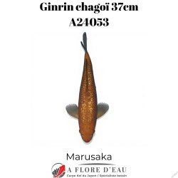 Ginrin chagoï 37cm Marusaka Réf:A24053
