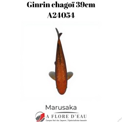 Ginrin chagoï 37cm Marusaka Réf:A24053