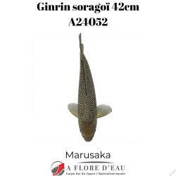 Ginrin soragoï 42cm Marusaka Réf:A24052