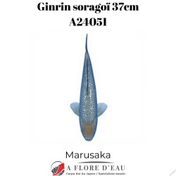 Ginrin soragoï 37cm Marusaka Réf:A24051