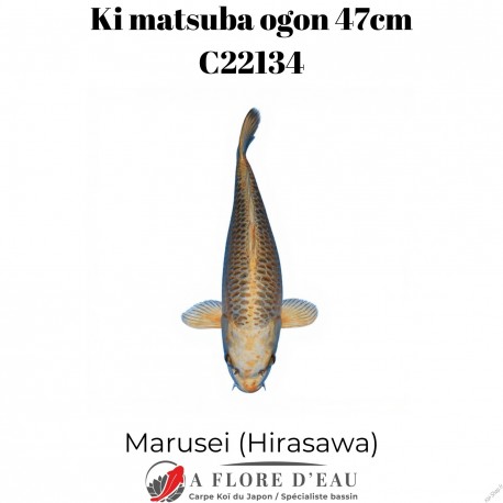 Ki Matsuba ogon 47cm Marusei