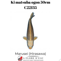 Ki Matsuba ogon 50cm Marusei Réf:C22135