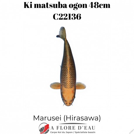 Ki Matsuba ogon 50cm Marusei Réf:C22136