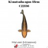Ki Matsuba ogon 50cm Marusei Réf:C22136