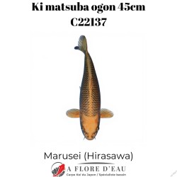 Ki Matsuba ogon 45cm Marusei Réf:C22137