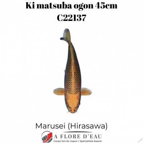 Ki Matsuba ogon 45cm Marusei Réf:C22137