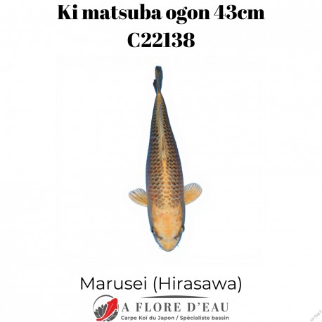 Ki Matsuba ogon 43cm Marusei Réf:C22138