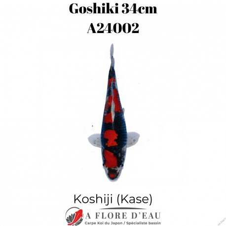 Goshiki 34cm Koshiji (Kase) Réf:A24002