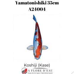 Yamatonishiki 35cm Koshiji (Kase) Réf:A24004