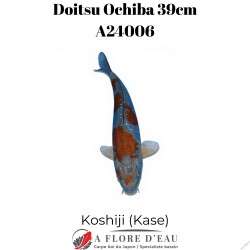 Doitsu ochiba 39cm Koshiji (Kase) Réf:A24006