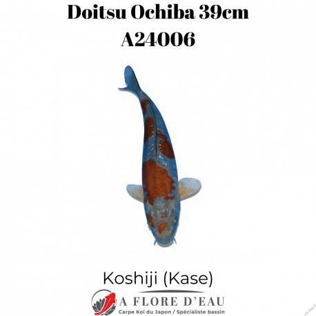 Doitsu ochiba 39cm Koshiji (Kase) Réf:A24006