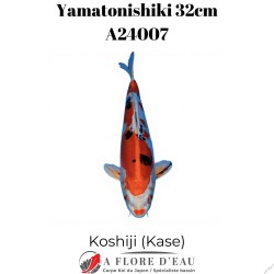 Yamatonishiki 32cm Koshiji (Kase)Réf:A24007