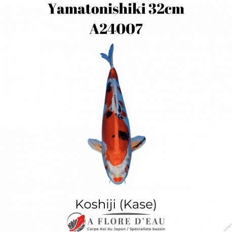 Yamatonishiki 32cm Koshiji (Kase)Réf:A24007