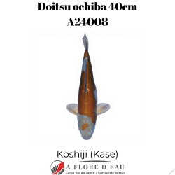 Doitsu ochiba 40cm Koshiji (Kase) Réf:A24008
