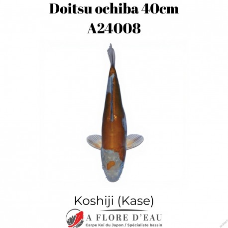 Doitsu ochiba 40cm Koshiji (Kase) Réf:A24008