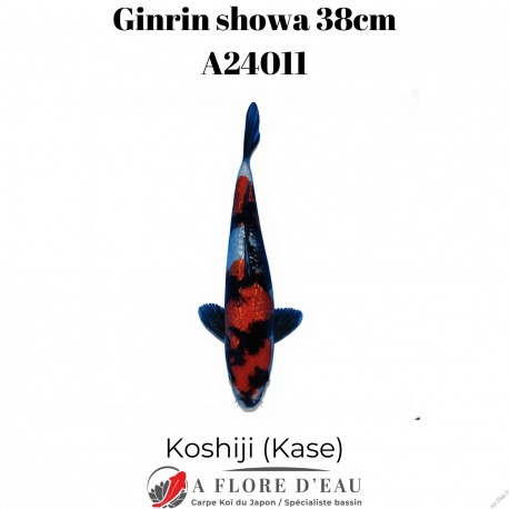 Ginrin showa 38cm Koshiji (kase) Réf:A24011