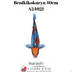Benikikokuryu 40cm Ikarashi Réf:A24021
